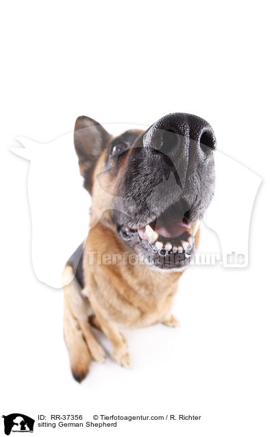 sitting German Shepherd / RR-37356
