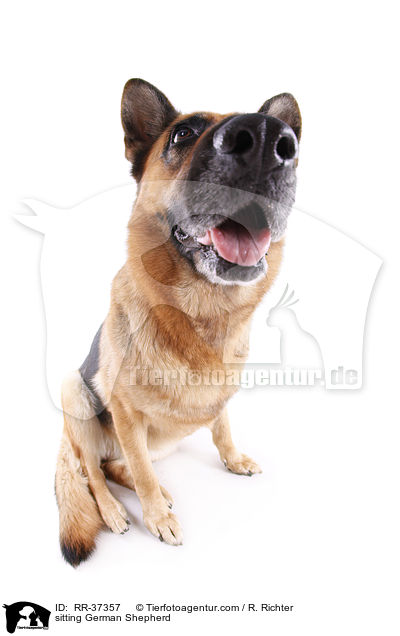 sitting German Shepherd / RR-37357