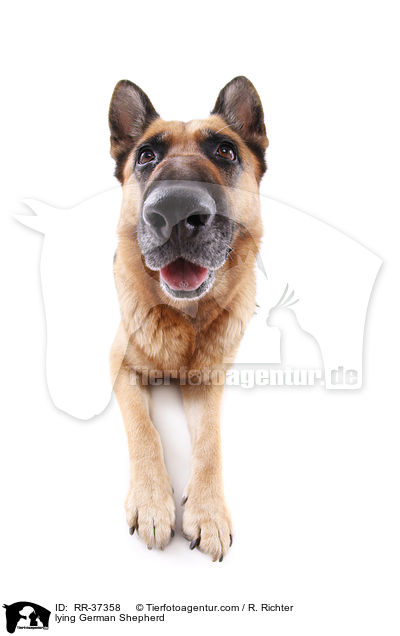 lying German Shepherd / RR-37358