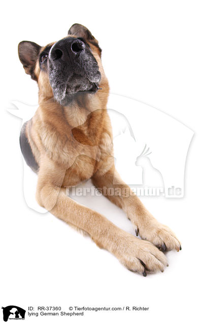 lying German Shepherd / RR-37360