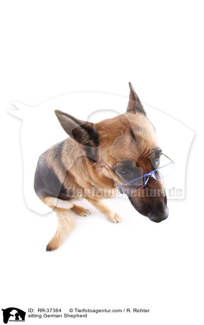 sitting German Shepherd / RR-37364