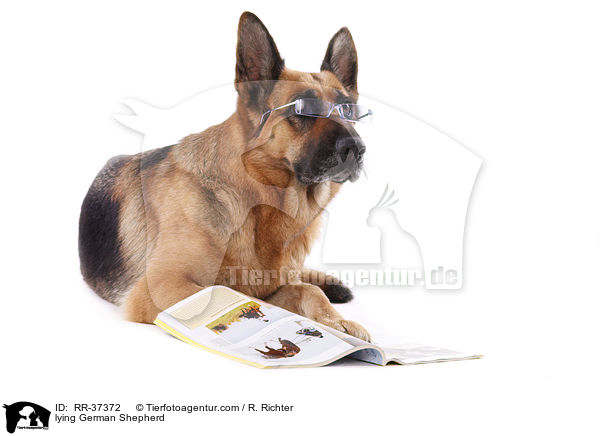 liegender Deutscher Schferhund / lying German Shepherd / RR-37372
