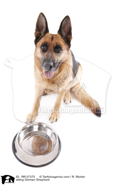 sitting German Shepherd / RR-37375
