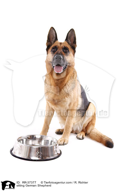 sitting German Shepherd / RR-37377