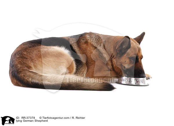 lying German Shepherd / RR-37378
