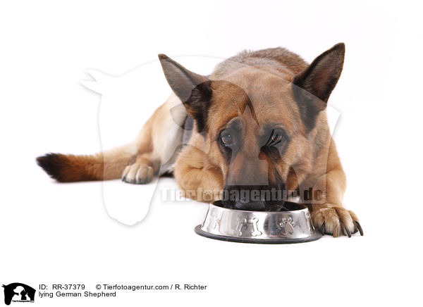 lying German Shepherd / RR-37379