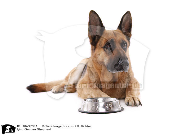 lying German Shepherd / RR-37381