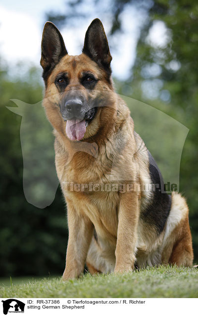 sitting German Shepherd / RR-37386