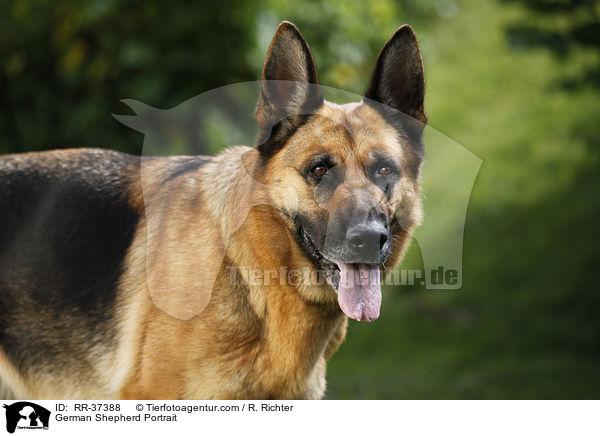 German Shepherd Portrait / RR-37388