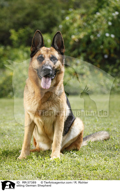 sitting German Shepherd / RR-37389