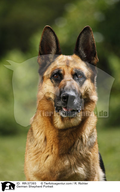 German Shepherd Portrait / RR-37393