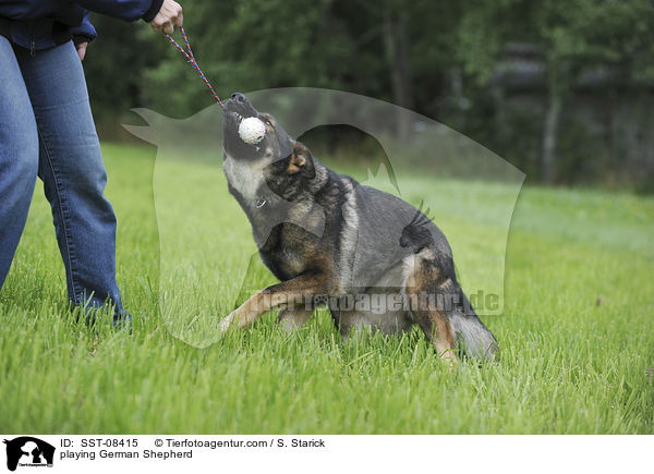 playing German Shepherd / SST-08415