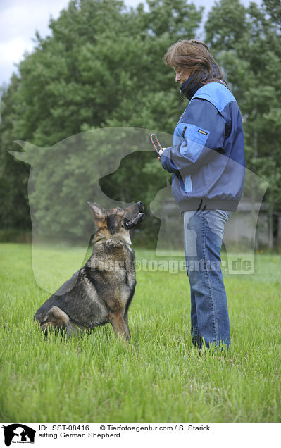 sitting German Shepherd / SST-08416