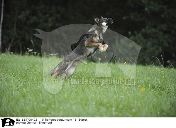 playing German Shepherd / SST-08422