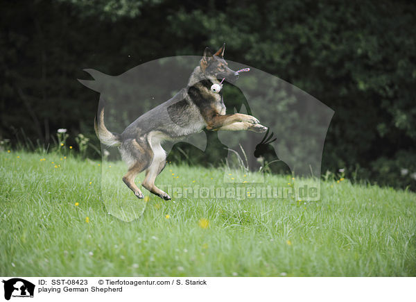 playing German Shepherd / SST-08423