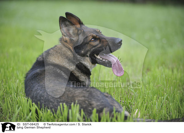 lying German Shepherd / SST-08425