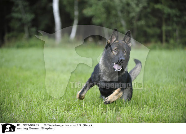 running German Shepherd / SST-08432