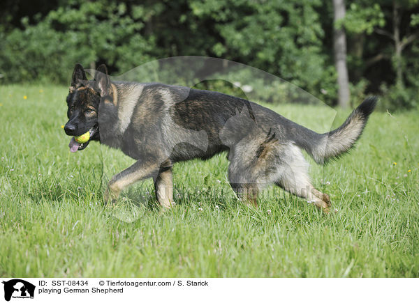 playing German Shepherd / SST-08434