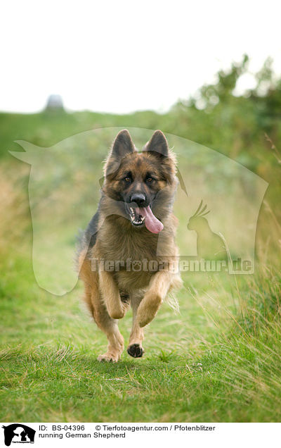 running German Shepherd / BS-04396