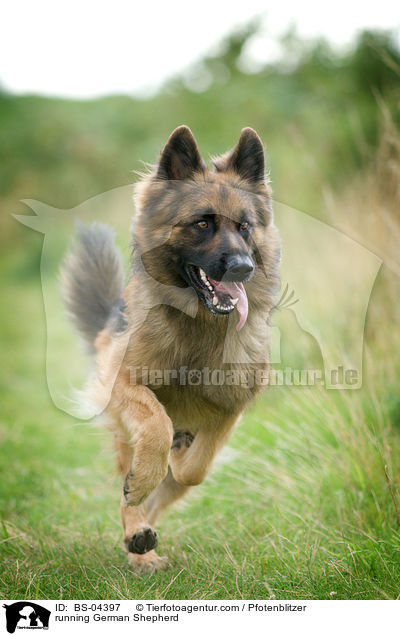 running German Shepherd / BS-04397