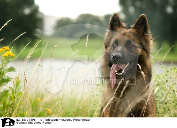 German Shepherd Portrait / BS-04398