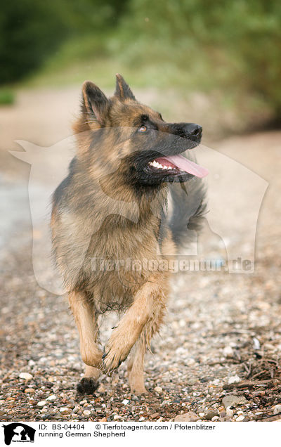 running German Shepherd / BS-04404