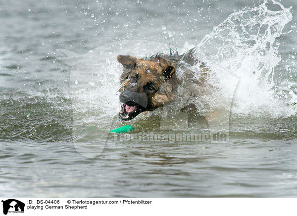 playing German Shepherd / BS-04406