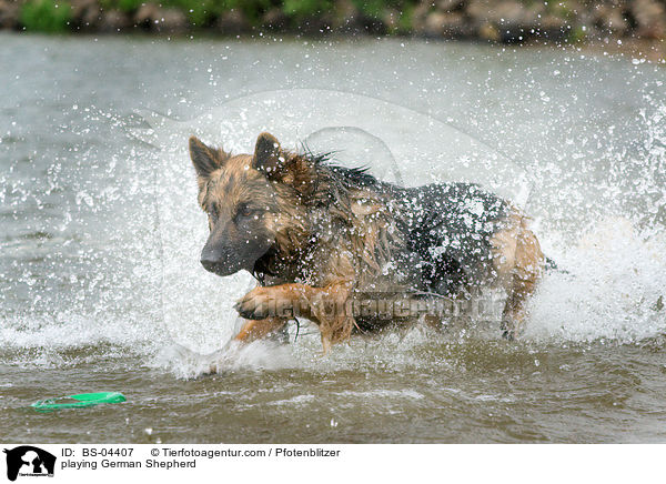 playing German Shepherd / BS-04407
