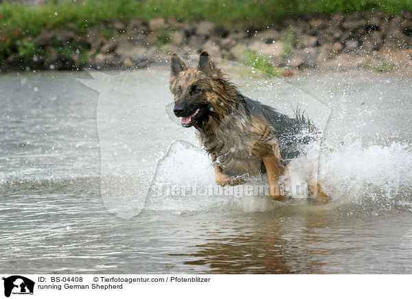 running German Shepherd / BS-04408