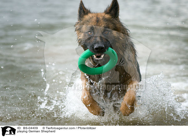playing German Shepherd / BS-04409