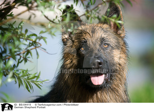 German Shepherd Portrait / BS-04415