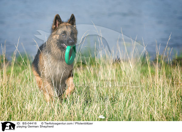 playing German Shepherd / BS-04416