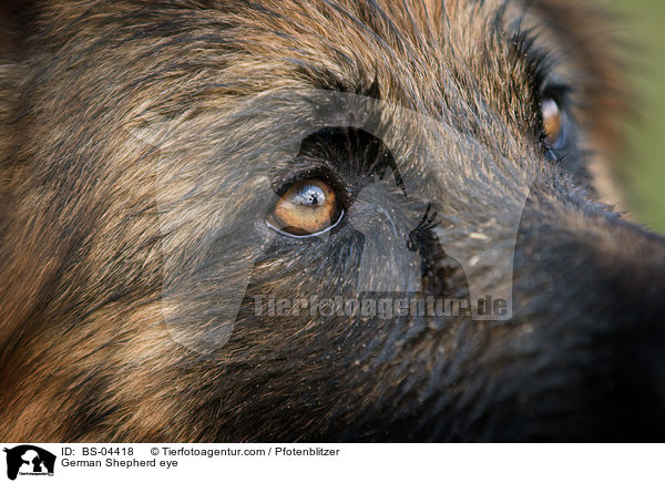 German Shepherd eye / BS-04418