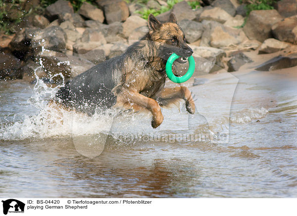 playing German Shepherd / BS-04420