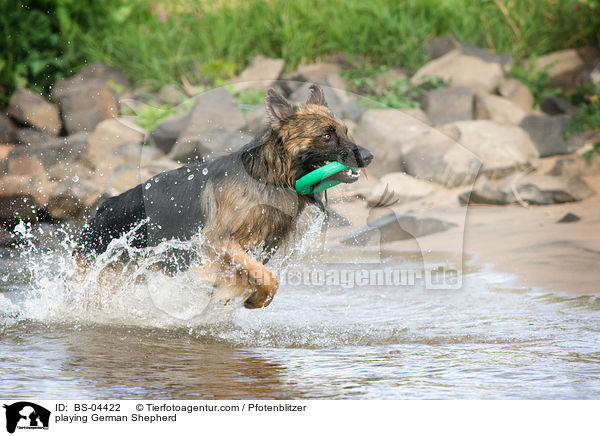 playing German Shepherd / BS-04422