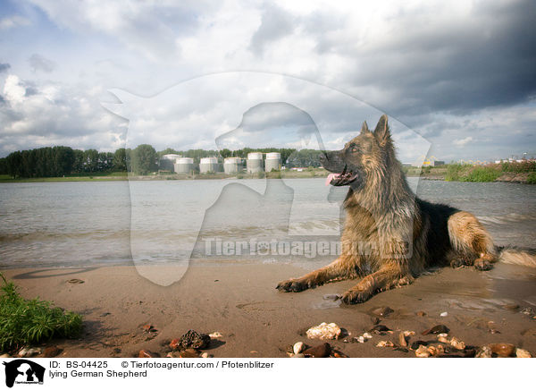 lying German Shepherd / BS-04425