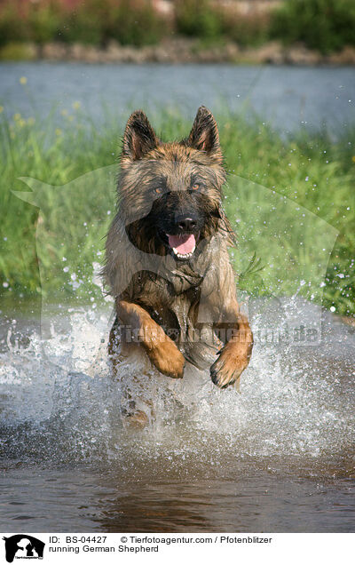 running German Shepherd / BS-04427