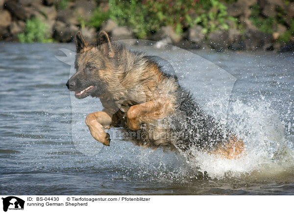 running German Shepherd / BS-04430