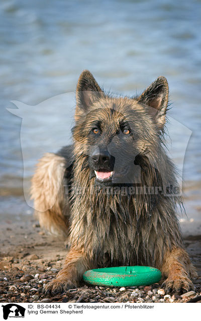 lying German Shepherd / BS-04434
