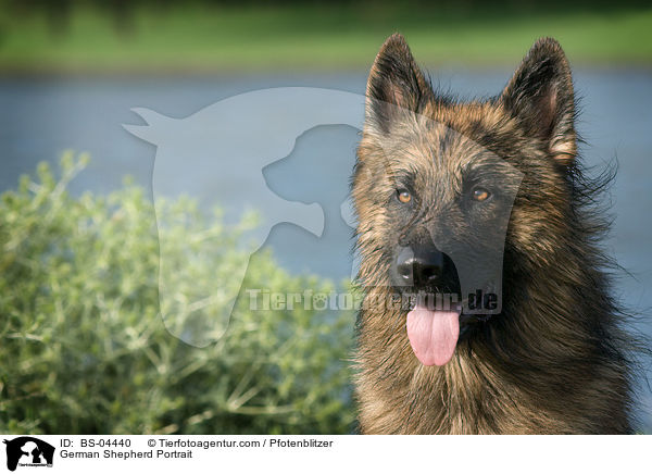 German Shepherd Portrait / BS-04440