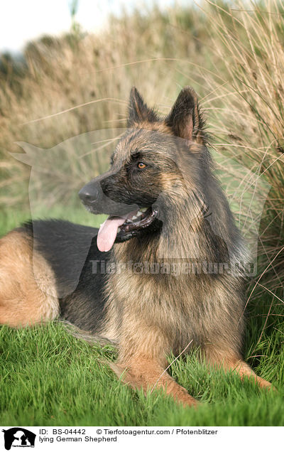 lying German Shepherd / BS-04442