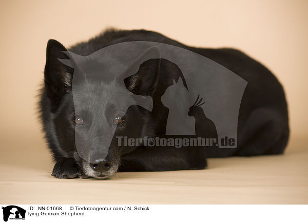 lying German Shepherd / NN-01668