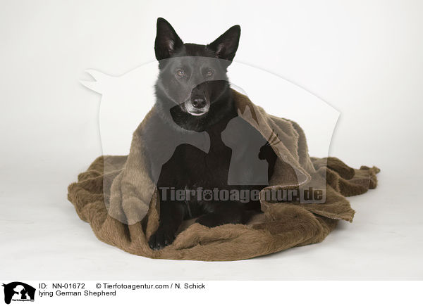 lying German Shepherd / NN-01672