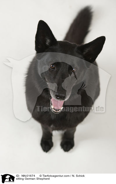 sitting German Shepherd / NN-01674