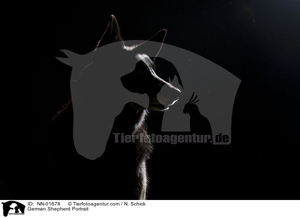 German Shepherd Portrait / NN-01678