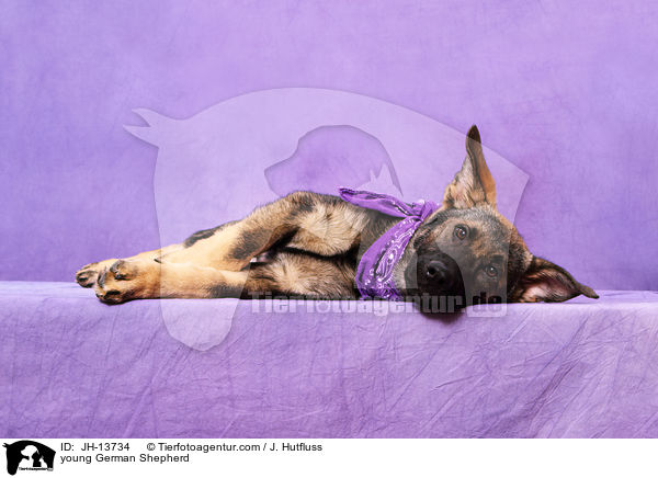 young German Shepherd / JH-13734