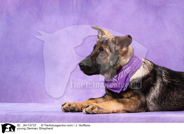 young German Shepherd / JH-13737