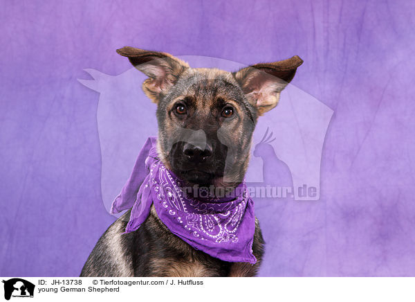young German Shepherd / JH-13738