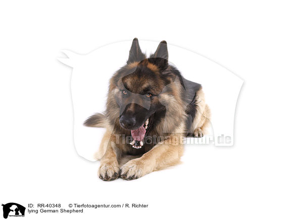 liegender Deutscher Schferhund / lying German Shepherd / RR-40348