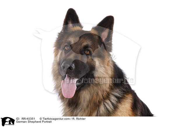 German Shepherd Portrait / RR-40351